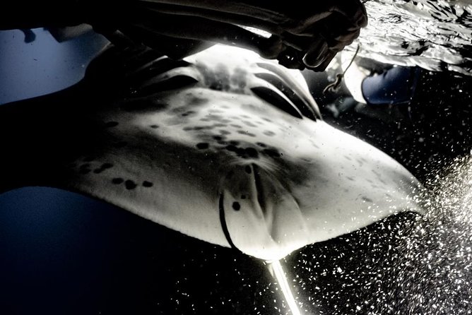 Sunset and Manta Ray Snorkel Adventure - The manta ray night swim: how you’ll actually experience it