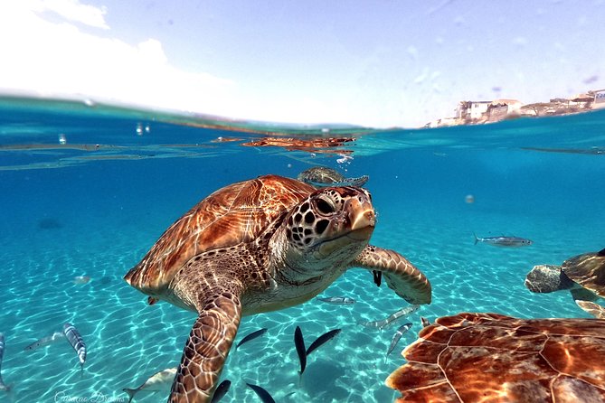 Swim and Snorkel with Sea Turtles - Key Highlights You’ll Care About