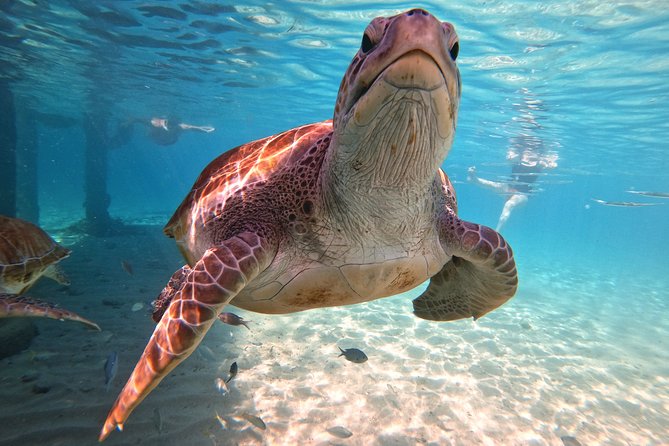 Swim and Snorkel with Sea Turtles - Beach-Entry Turtle Snorkeling Off Willemstad: No Boat, Just Go