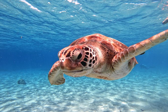 Swim and Snorkel with Sea Turtles - Turtle Hour: What to Expect in the Water