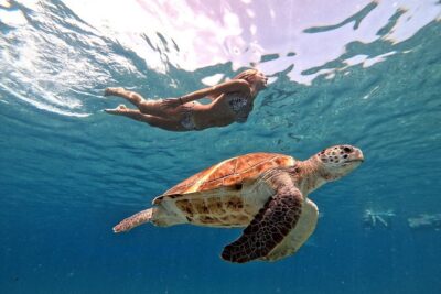 Swim and Snorkel with Sea Turtles - How the Half-Day Schedule Feels with Pickup and Port Traffic