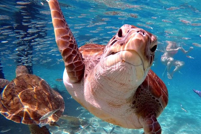 Swim and Snorkel with Sea Turtles - Turtle Spot Photos: Free GoPro 11 Shots, With Trade-Offs