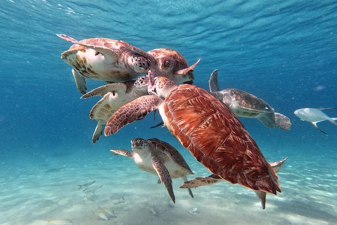 Swim and Snorkel with Sea Turtles - The 15-Minute Flamingo Break: Small, but Smart