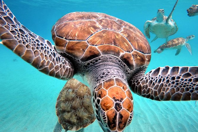 Swim and Snorkel with Sea Turtles - Drinks and Included Extras That Reduce Hassle
