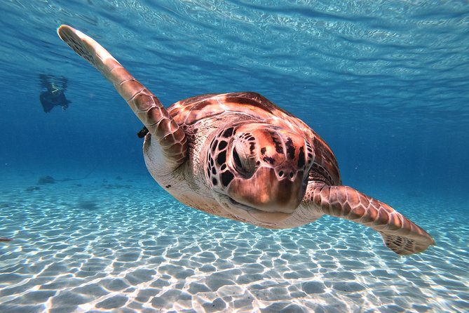 Swim and Snorkel with Sea Turtles - Price and Value: What $99 Includes (and Why It’s Not Just a Cheap Excursion)