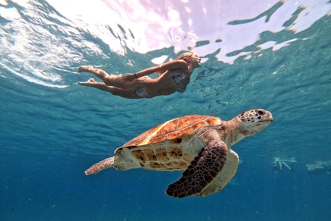 Swim and Snorkel with Sea Turtles - How the Half-Day Schedule Feels with Pickup and Port Traffic
