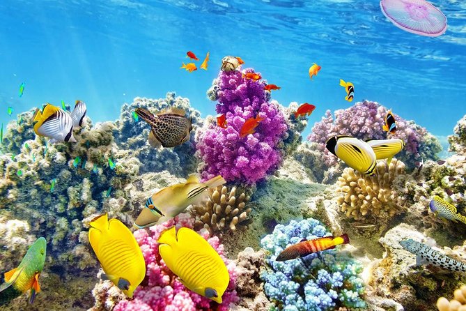 Swimming with Dolphin VIP Snorkeling Sea Trip With Lunch and Transfer - Hurghada - Hurghada to the Red Sea: why the schedule feels easier than you expect