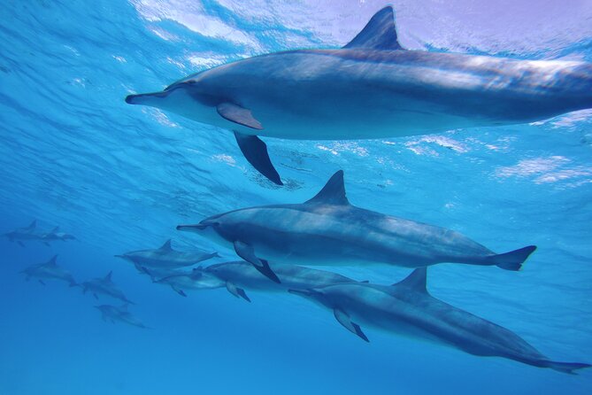 Swimming with Dolphin VIP Snorkeling Sea Trip With Lunch and Transfer - Hurghada - Best for who: first-timers, reef lovers, and dolphin fans with flexible expectations