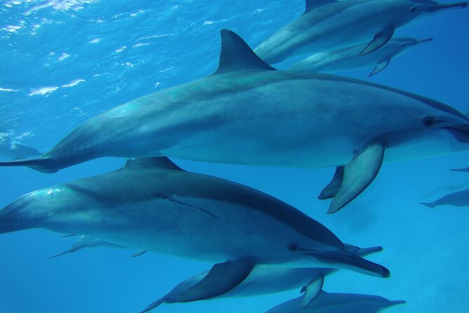 Swimming with Dolphin VIP Snorkeling Sea Trip With Lunch and Transfer - Hurghada - Coral-reef snorkeling with a guide: what “VIP” usually means in practice