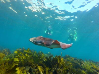 Sydney: Manly and Shelly Beach Snorkeling Tour - 150 minutes in a small group: why this tour feels personal