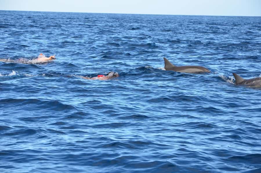 Tamarin: Dolphin Snorkel, CrystalRock, ile o Benitiers Lunch - Key things that make this tour worth your time