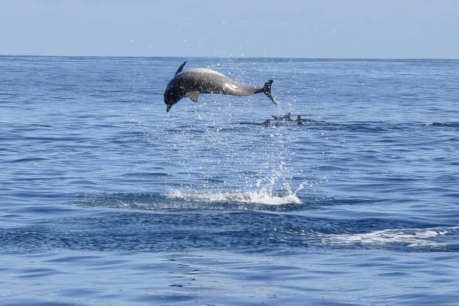 Tamarin: Dolphin Snorkel, CrystalRock, ile o Benitiers Lunch - Tamarin Public Beach: the simple start that sets the tone