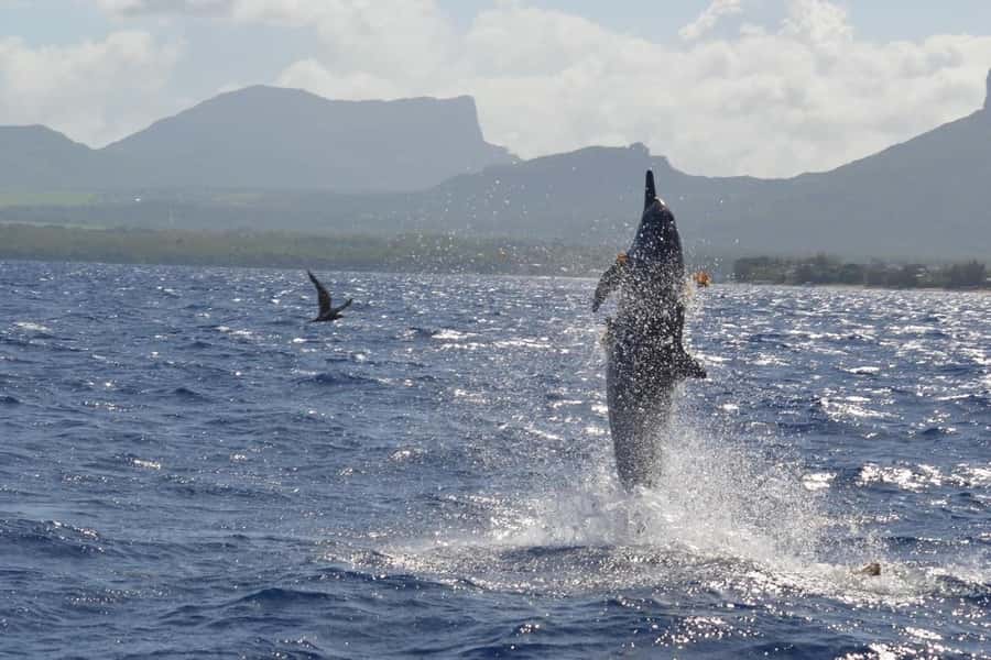 Tamarin: Dolphin Snorkel, CrystalRock, ile o Benitiers Lunch - The Crystal Rock stop: quick, scenic, and great for photos