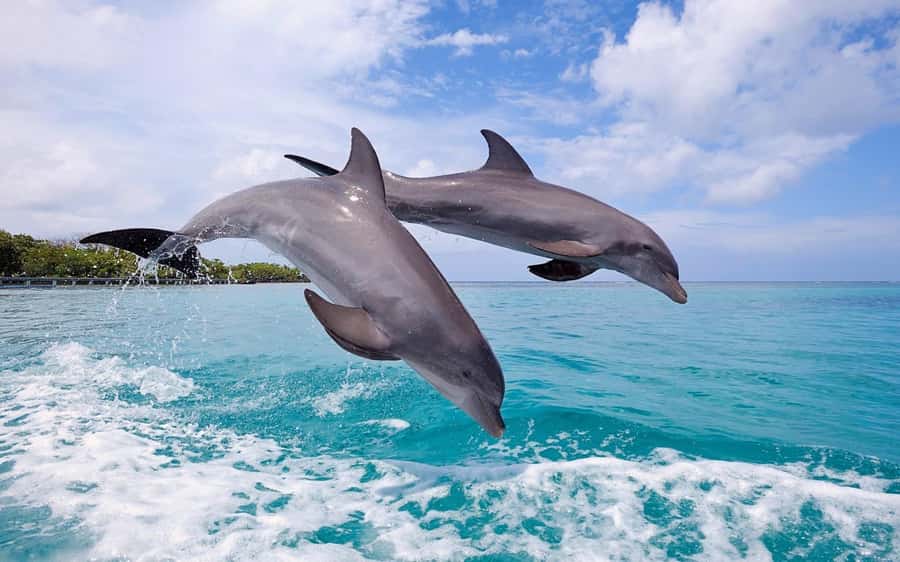 Tamarin: Dolphin Snorkel, CrystalRock, ile o Benitiers Lunch - Crew quality: names you might hear on the day