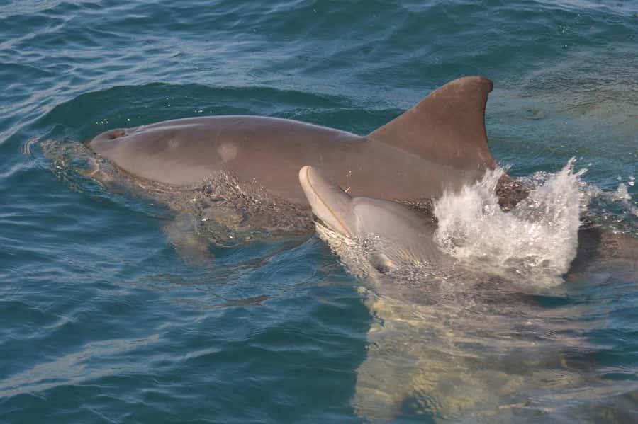 Tamarin: Dolphin Snorkel, CrystalRock, ile o Benitiers Lunch - Fitness, safety, and what to bring for comfort