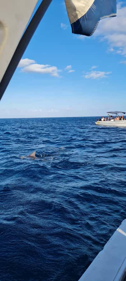 Tamarin: Dolphin Snorkel, CrystalRock, ile o Benitiers Lunch - Value reality check: for $77, what are you buying?