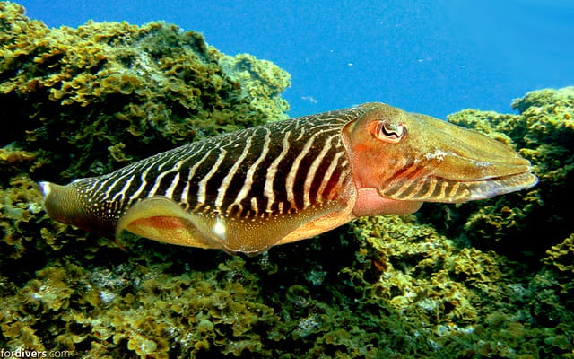 Tenerife: Half-Day Snorkeling Tour - What to bring (and what not to)
