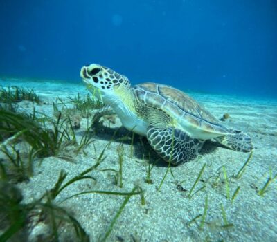 Tenerife: Half-Day Snorkeling Tour - The 4-hour rhythm: how the day actually moves