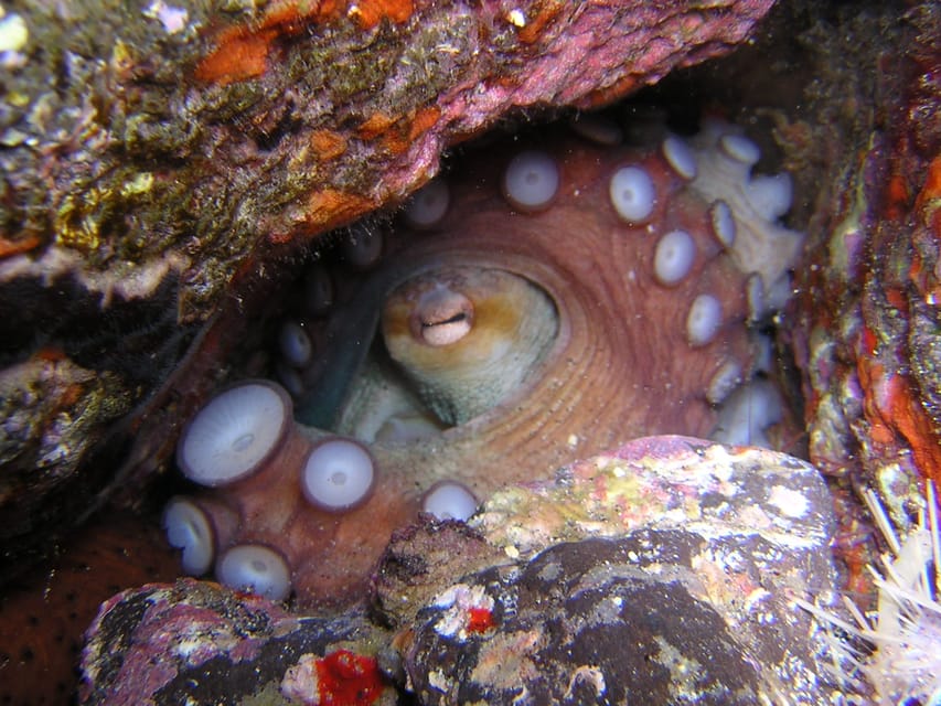 Tenerife: Half-Day Snorkeling Tour - Options if you want more: SCUBA upgrade in the afternoon