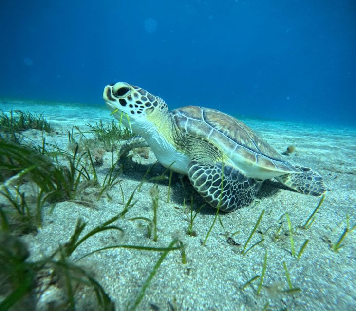 Tenerife: Half-Day Snorkeling Tour - The 4-hour rhythm: how the day actually moves