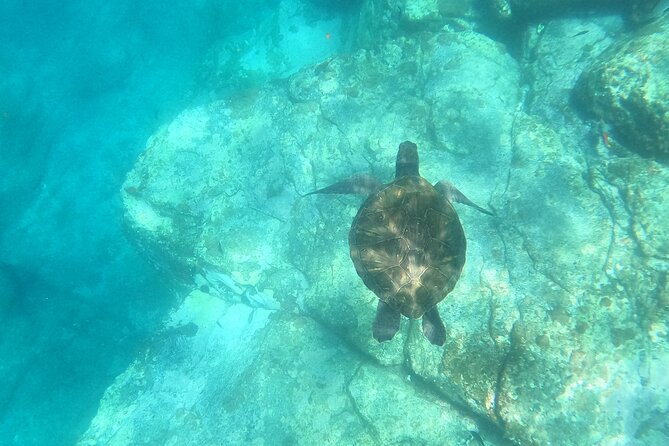 Tenerife: Kayak and snorkel with marine life safari - Paddle the Cliffs to Cave de Pal Mar: what the trip feels like on the water