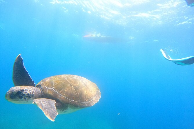 Tenerife: Kayak and snorkel with marine life safari - Snorkeling and swimming under Tenerife water: what you’re really signing up for