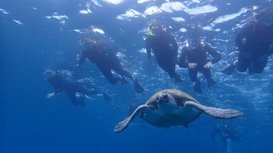 Tenerife: Kayak and Snorkel with Turtles, Wetsuits Included - Why This Tenerife Kayak-and-Snorkel Works (And Feels Ethical)