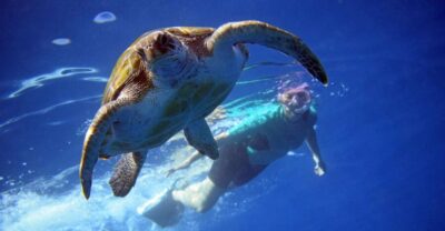 Tenerife: Kayak and Snorkel with Turtles, Wetsuits Included - The 3-Hour Flow: From Meeting Point To Boat-Access Snorkel Bay
