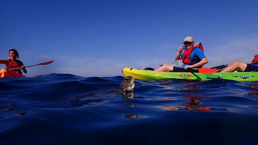 Tenerife: Kayak and Snorkel with Turtles, Wetsuits Included - Stop 2: Playa de Los Cristianos Paddle Time (First Big Wildlife Stretch)