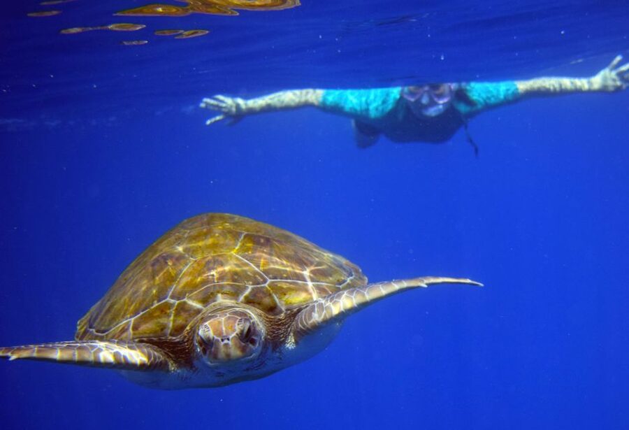 Tenerife: Kayak and Snorkel with Turtles, Wetsuits Included - Stop 3: Cueva de los Enamorados (Short Stop, Good Viewing Odds)
