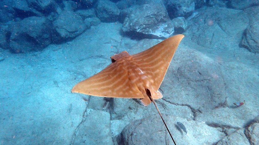 Tenerife: Kayak and Snorkel with Turtles, Wetsuits Included - Stop 4 (and the best part for many): Snorkel Break in a Secluded Boat-Access Bay