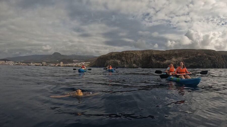 Tenerife: Kayak and Snorkeling Tour with Photos - Practical Tips to Get the Most From the 2.5 Hours