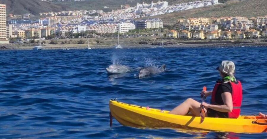 Tenerife: Kayak Safari and Snorkel in a Marine Reserve - Key highlights you’ll actually care about