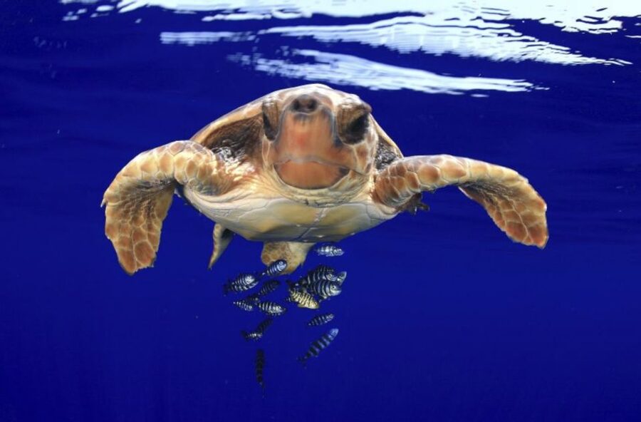 Tenerife: Kayak Safari and Snorkel in a Marine Reserve - Who this Tenerife kayak safari is best for (and who should skip it)