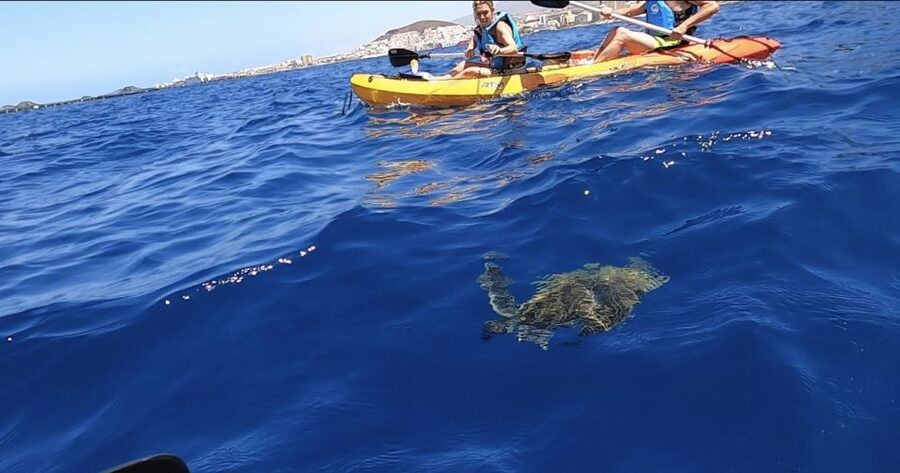 Tenerife: Kayak Safari and Snorkel in a Marine Reserve - Los Cristianos Launch Point: where your Tenerife kayak safari starts