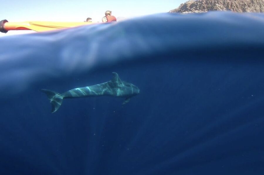 Tenerife: Kayak Safari and Snorkel in a Marine Reserve - How the price makes sense around $29, and what you still need to budget