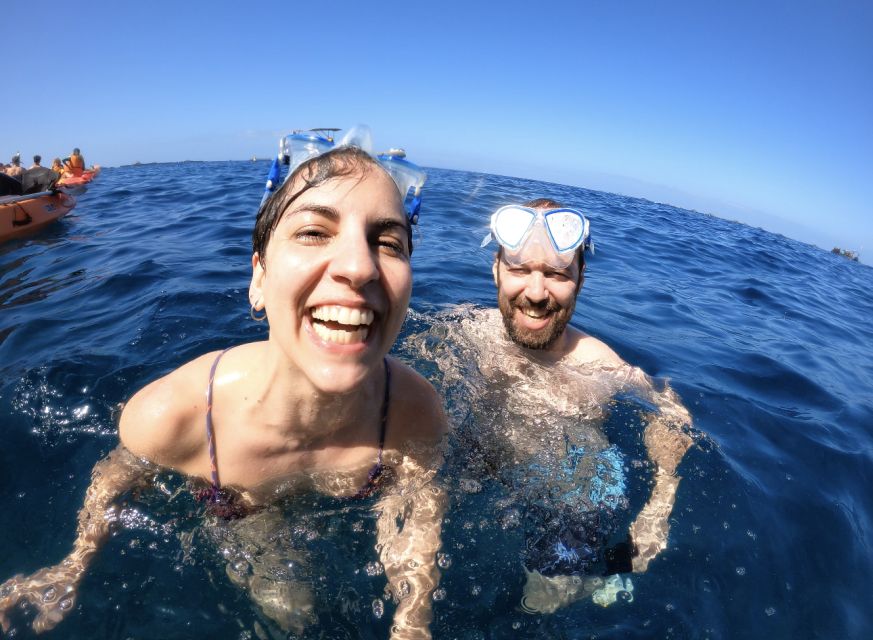 Tenerife: Kayak Safari and Snorkel in a Marine Reserve - Wildlife etiquette and why turtle or dolphin luck can vary
