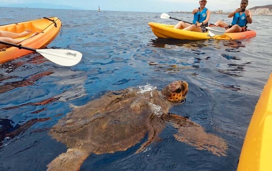 Tenerife: Kayak Safari and Snorkel in a Marine Reserve - Paddling toward the Guaza cliffs and a protected marine reserve