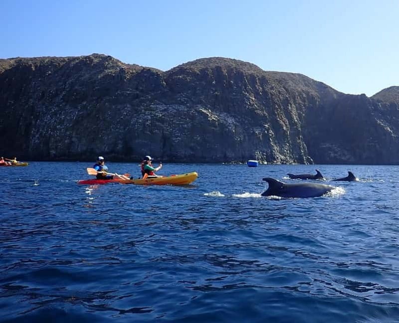 Tenerife: Kayak Sea Safari with Snorkel and Snacks - Key highlights at a glance