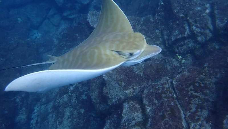 Tenerife: Kayak Sea Safari with Snorkel and Snacks - Timing, weather, and keeping your day on track