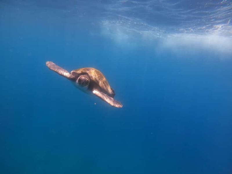 Tenerife: Kayak Sea Safari with Snorkel and Snacks - Entering The Water: how this kayak safari really feels