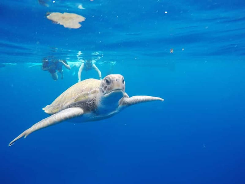 Tenerife: Kayak & Snorkel with Local Fauna, Photos Included - Where you’ll start: Shaka Kayak y Sup Tenerife on the Los Cristianos seafront