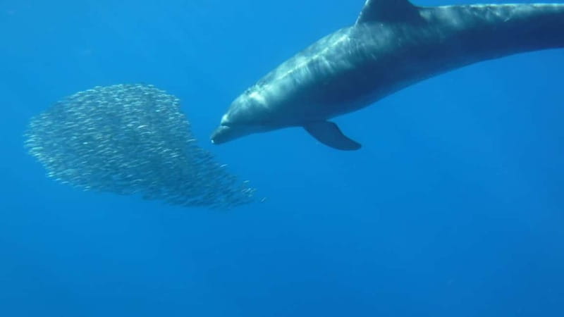 Tenerife: Kayak & Snorkel with Local Fauna, Photos Included - Dolphin and turtle watching without the cattle-boat vibe