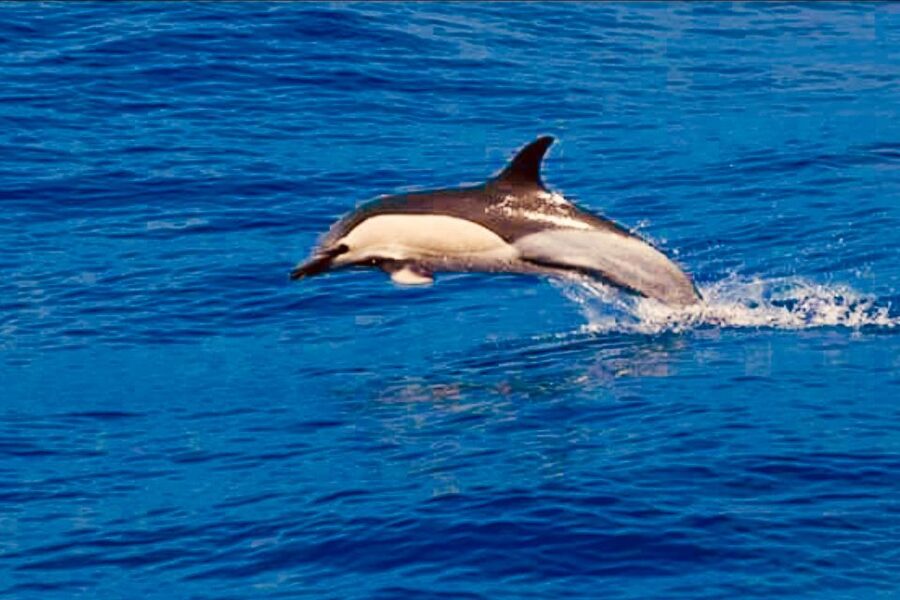 Tenerife: Sailboat Tour Whale Watching Food and Snorkeling - Food and drinks on deck: cava, sandwiches, and desserts without the fuss