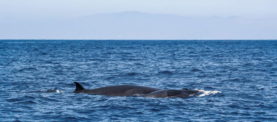 Tenerife: Sailboat Tour Whale Watching Food and Snorkeling - Who should book this whale watching and snorkeling sail
