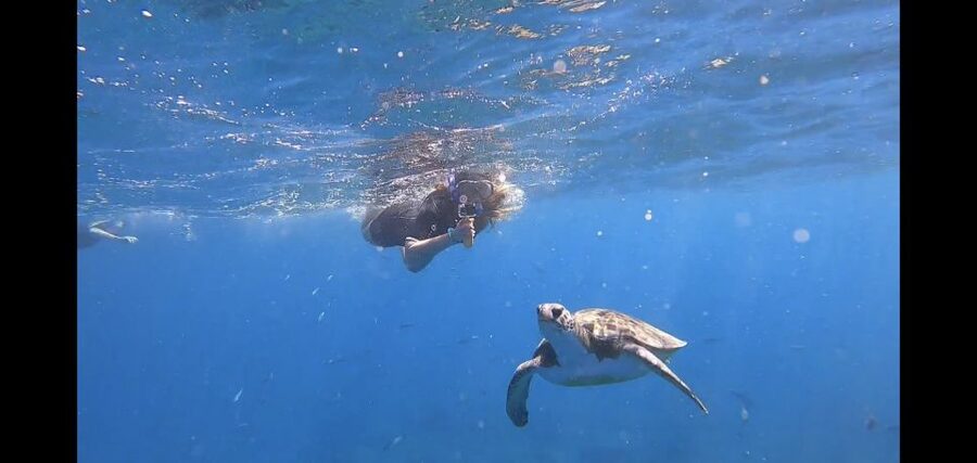 Tenerife Snorkeling boat trip in a Turtle Habitat - Meet the Crew: Beginner Support That Keeps Your Confidence Up