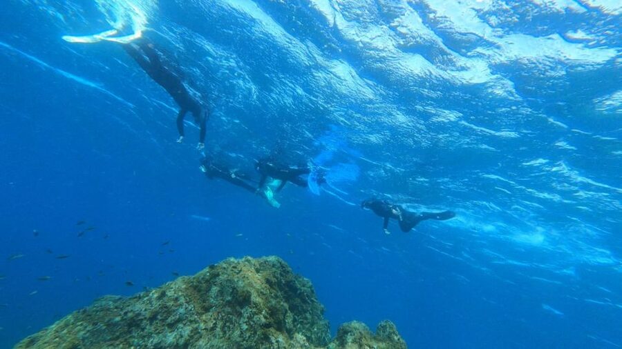 Tenerife: Snorkeling Tour in a Marine Protected Area - Who this Tenerife snorkeling tour fits best (and who should skip)