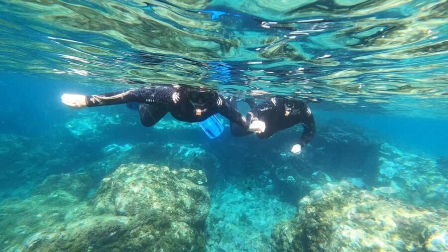Tenerife: Snorkeling Tour in a Marine Protected Area - Turtles, octopus, seahorses, and the fish you’ll actually notice