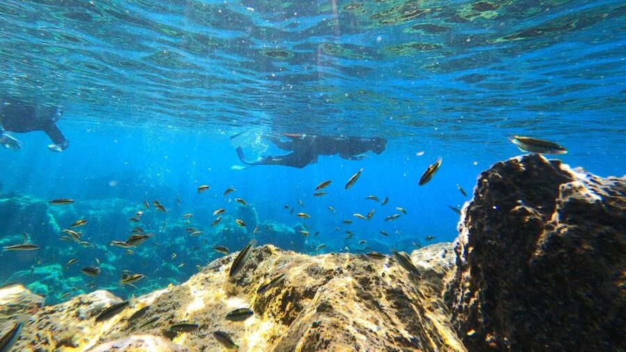 Tenerife: Snorkeling Tour in a Marine Protected Area - Full wetsuits, mask fit, and staying comfortable in 19–23°C water