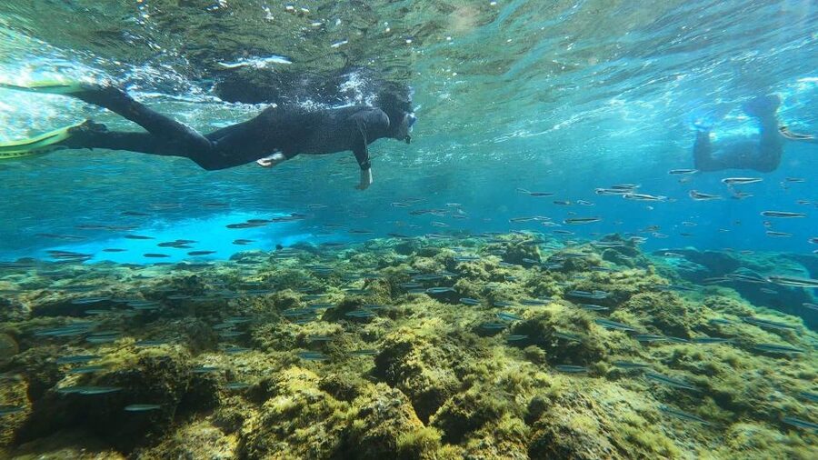 Tenerife: Snorkeling Tour in a Marine Protected Area - Rafaella and Ron: multilingual, attentive, and safety-first